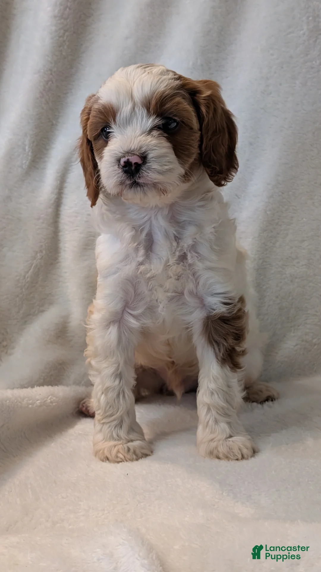 Cavapoo dogs for sale: Basil - Ad 2