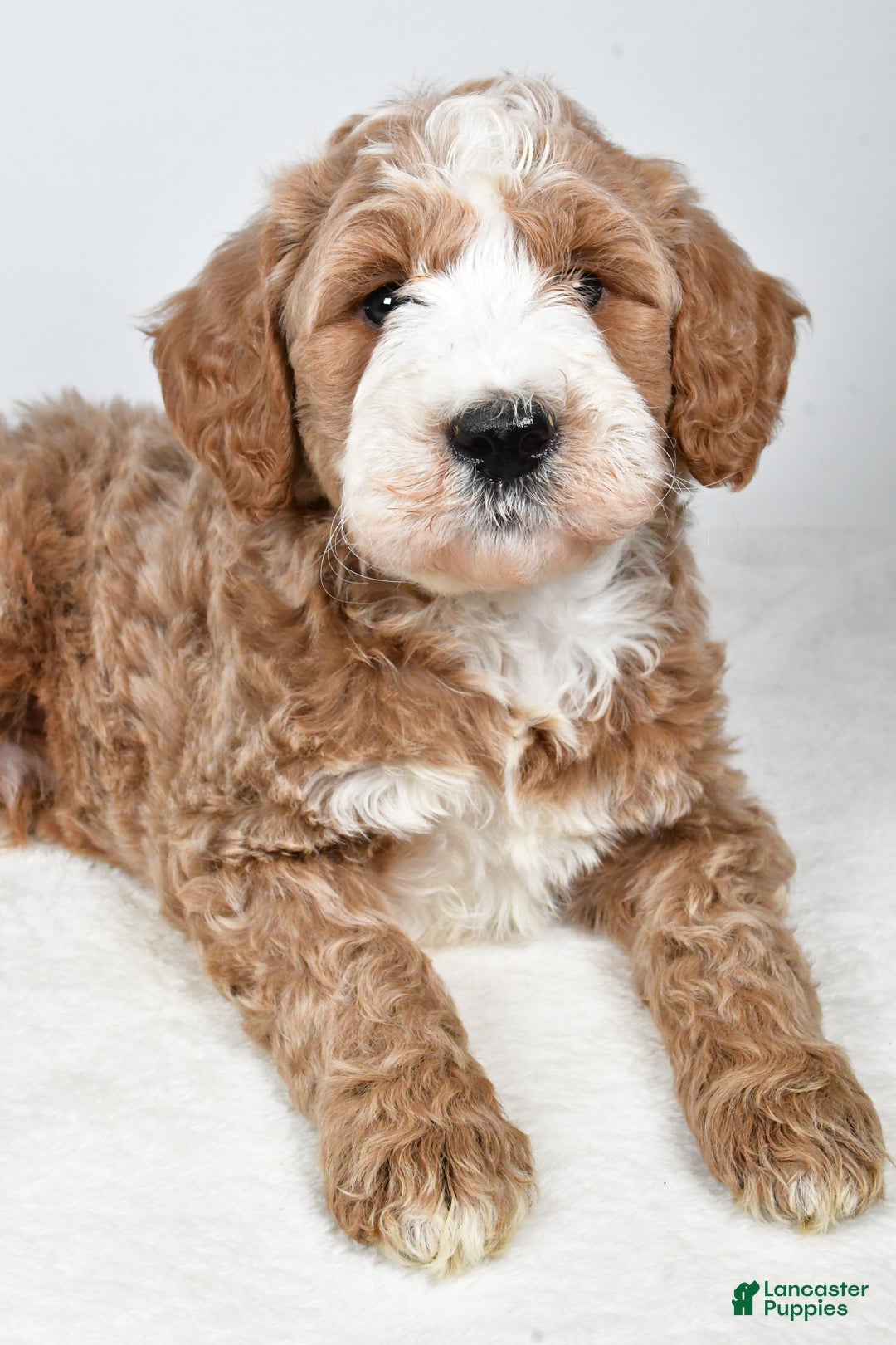 Labradoodle dogs for sale: Nash - Ad 9