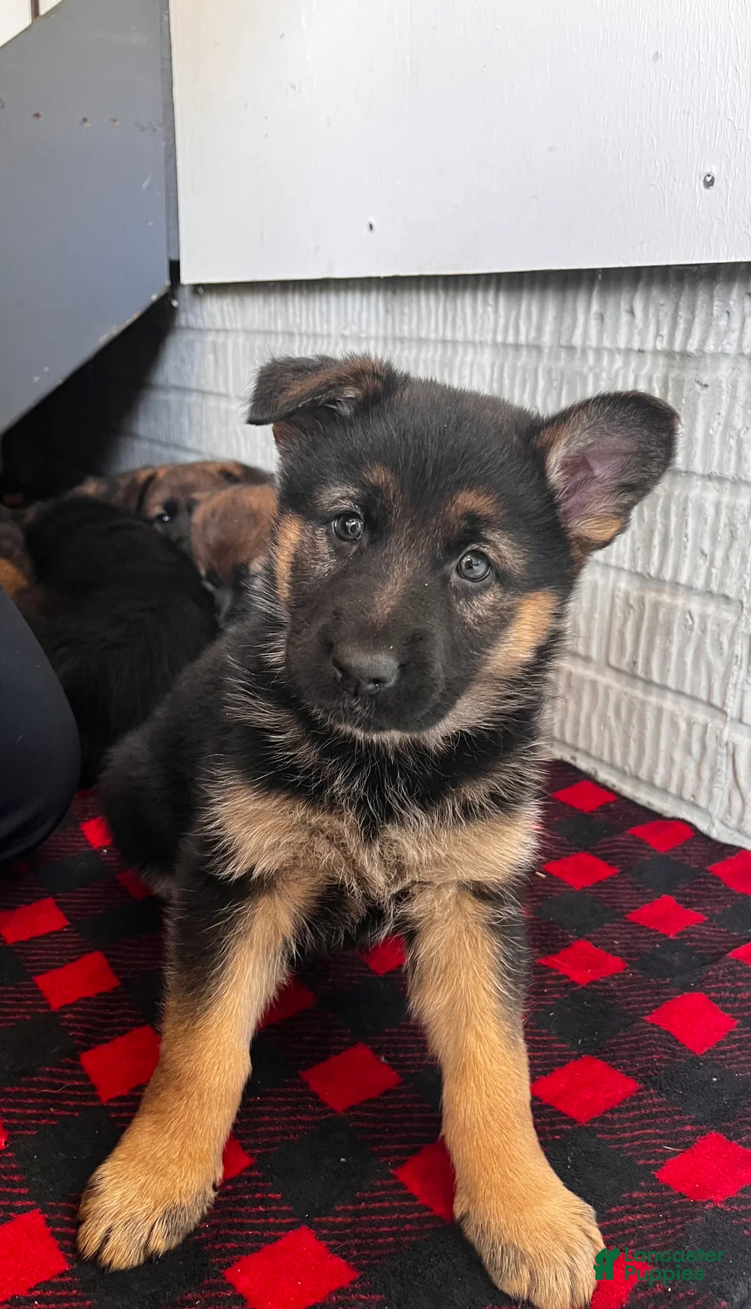 German Shepherd dogs for sale: Yellow - Ad 1
