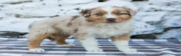 Australian Shepherd dogs for sale: Maggie - Ad 8