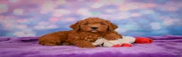 Mini Goldendoodle dogs for sale: ROSCOE - Ad 4