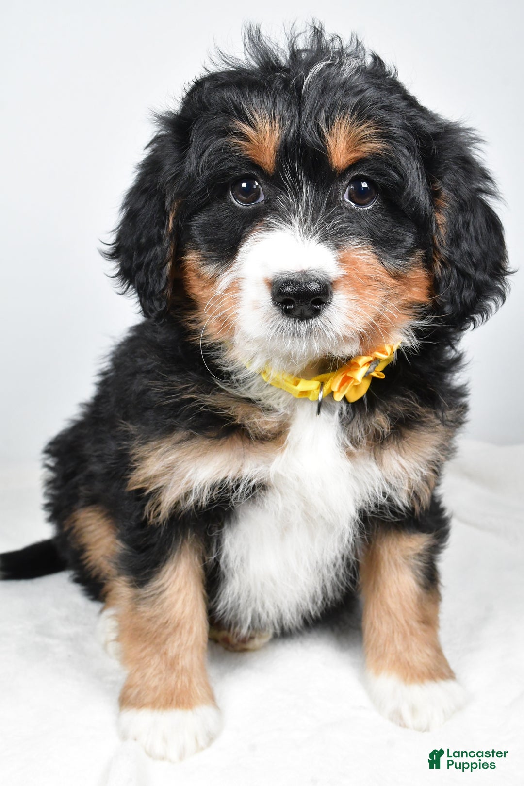 Mini Bernedoodle dogs for sale: Alice - Ad 6