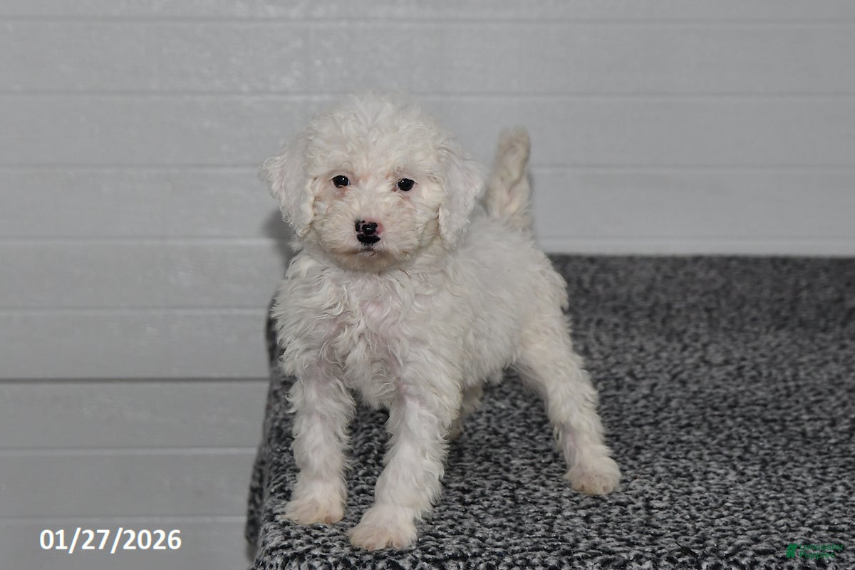 Mini Sheepadoodle dogs for sale: Chloe - Ad 2