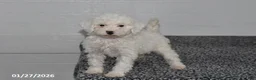 Mini Sheepadoodle dogs for sale: Chloe - Ad 1