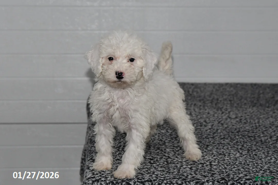 Mini Sheepadoodle dogs for sale: Chloe - Ad 1