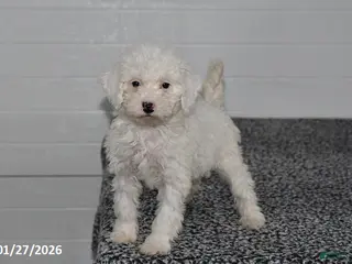 Mini Sheepadoodle dogs for sale: Chloe - Ad 2