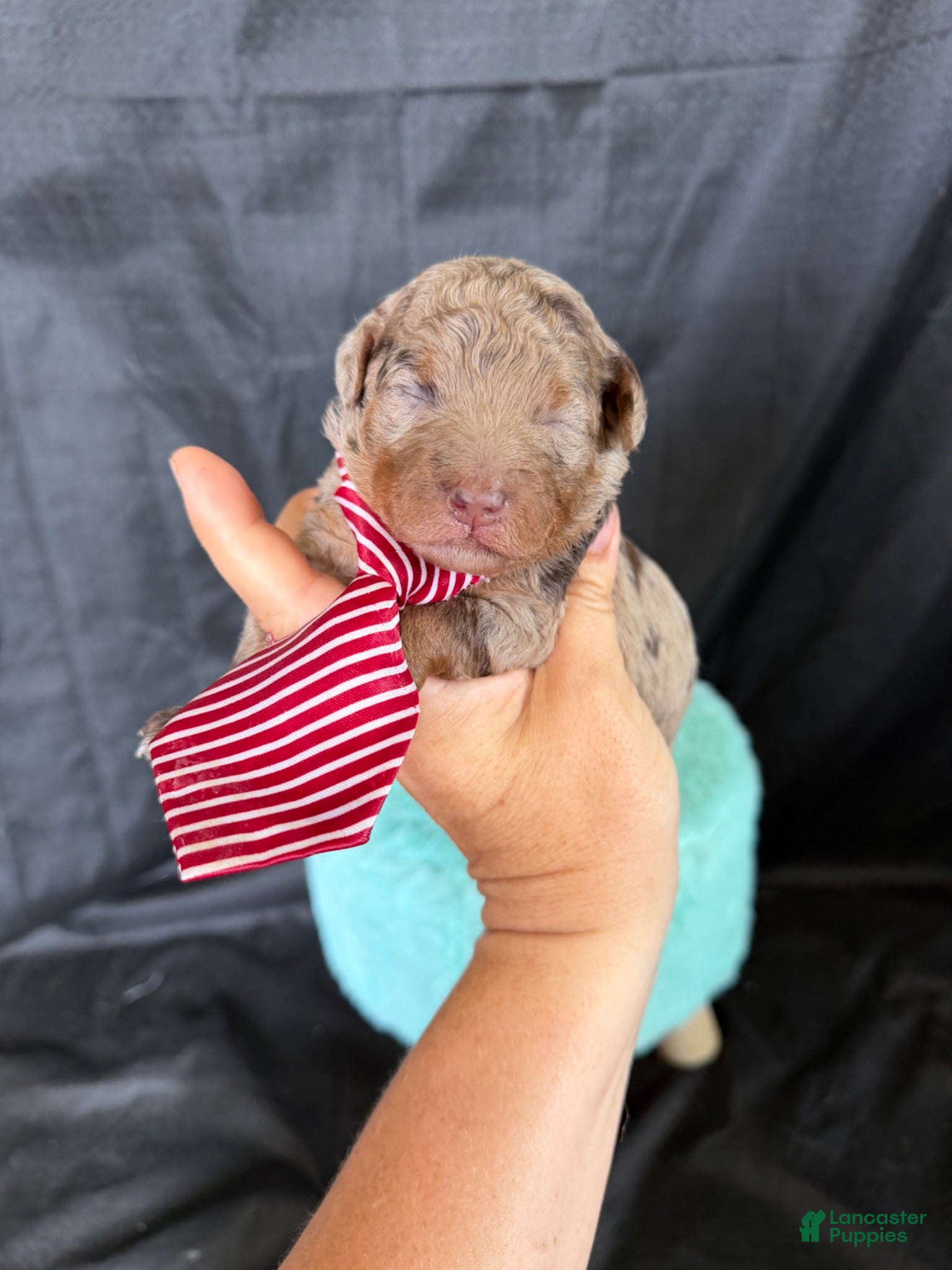 Miniature Poodle dogs Akc Choc Merle Phantom Red Tie - Ad 11