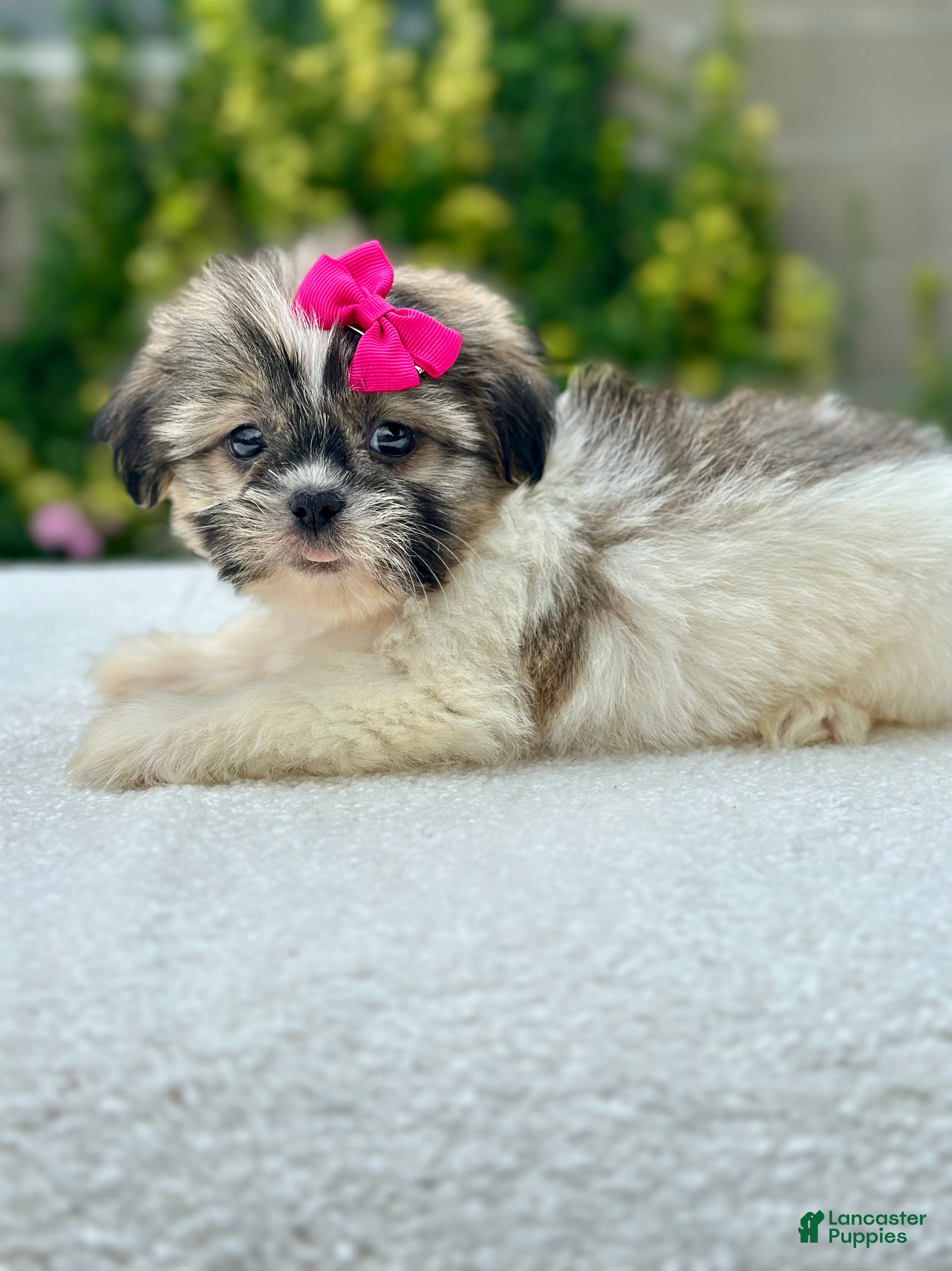 Shih Tzu dogs Girl Remy - Ad 2