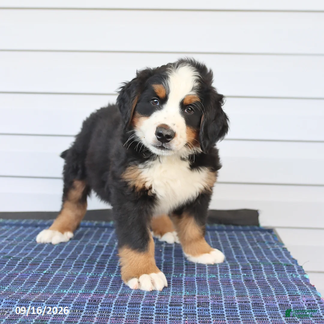 Bernese Mountain Dog dogs for sale: Mister - Ad 2