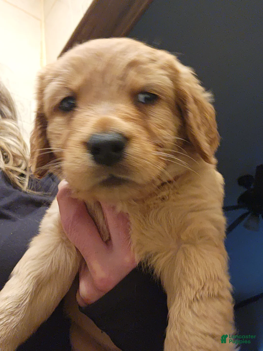 Goldador dogs for sale: Goldador Puppy orange collar - Ad 1