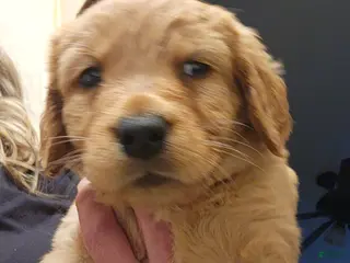 Goldador dogs for sale: Goldador Puppy orange collar - Ad 1