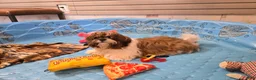 Shih Tzu dogs for sale: Mike - Ad 6