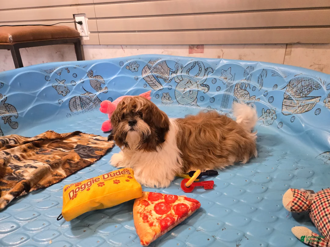 Shih Tzu dogs for sale: Mike - Ad 6