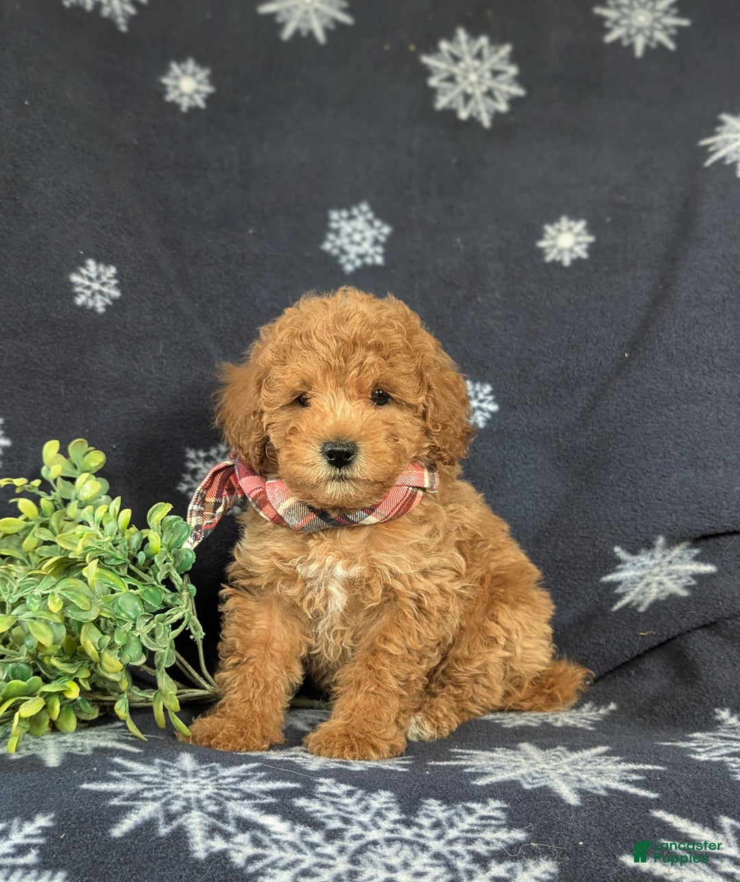 Maltipoo dogs for sale: Dale - Ad 3