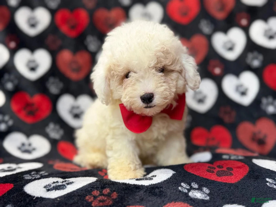 Bichpoo dogs for sale: Hex - Ad 1