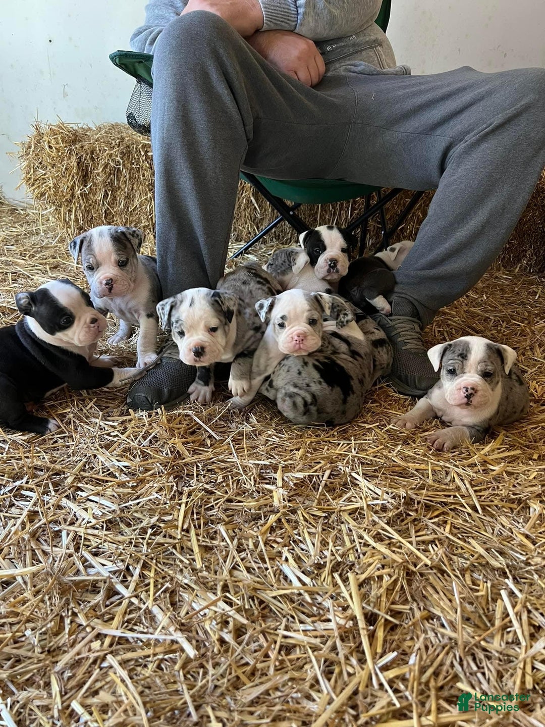 Gallery Image {{count}}