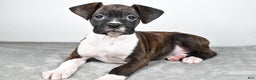 Boxer dogs for sale: Abbie - Ad 5