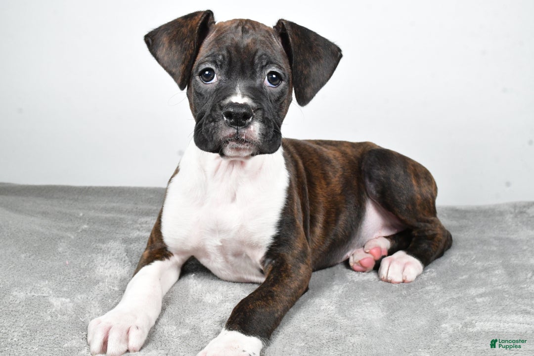 Boxer dogs for sale: Abbie - Ad 5