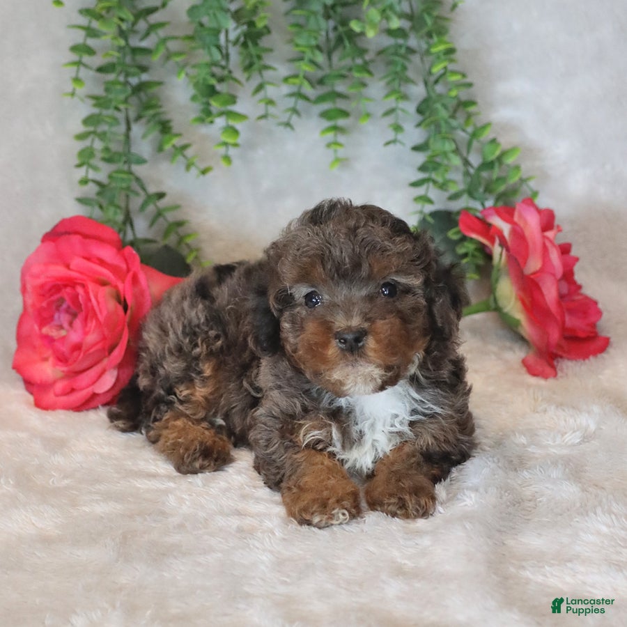 Havapoo dogs Logan - Ad 2