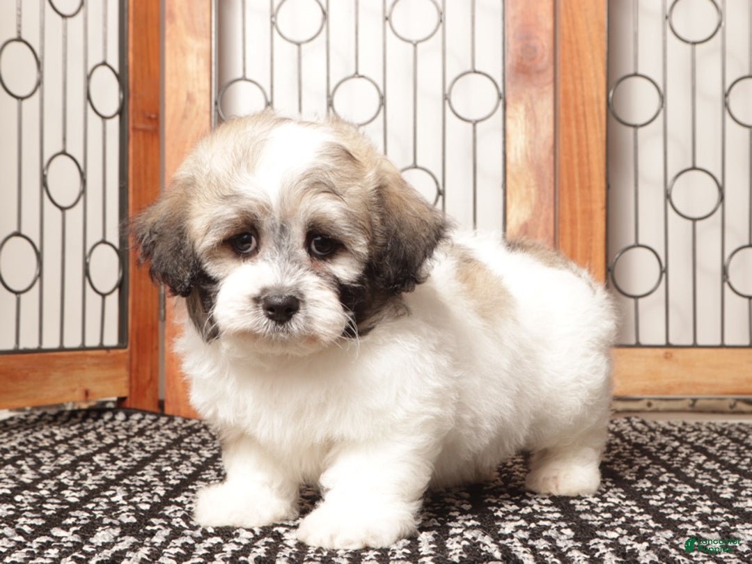 Teddy Bear dogs for sale: Aj Handsome Male Teddy Bear  - Ad 4