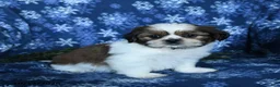 Shih Tzu dogs for sale: Kevin - Ad 4