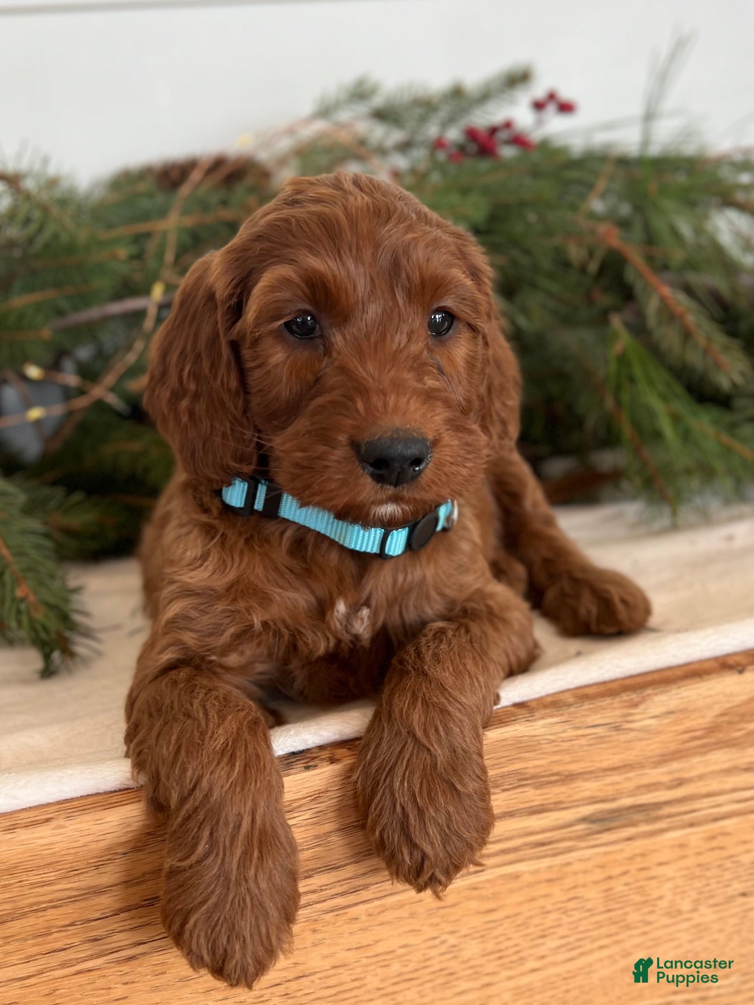 Irish Doodle dogs for sale: Garrett - Ad 3