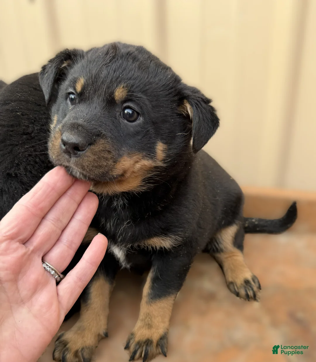 Rottweiler dogs for sale: Rottweiler Puppy 2 Annie - Ad 1