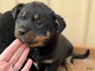 Rottweiler dogs Rottweiler Puppy 2 Annie - Ad 34