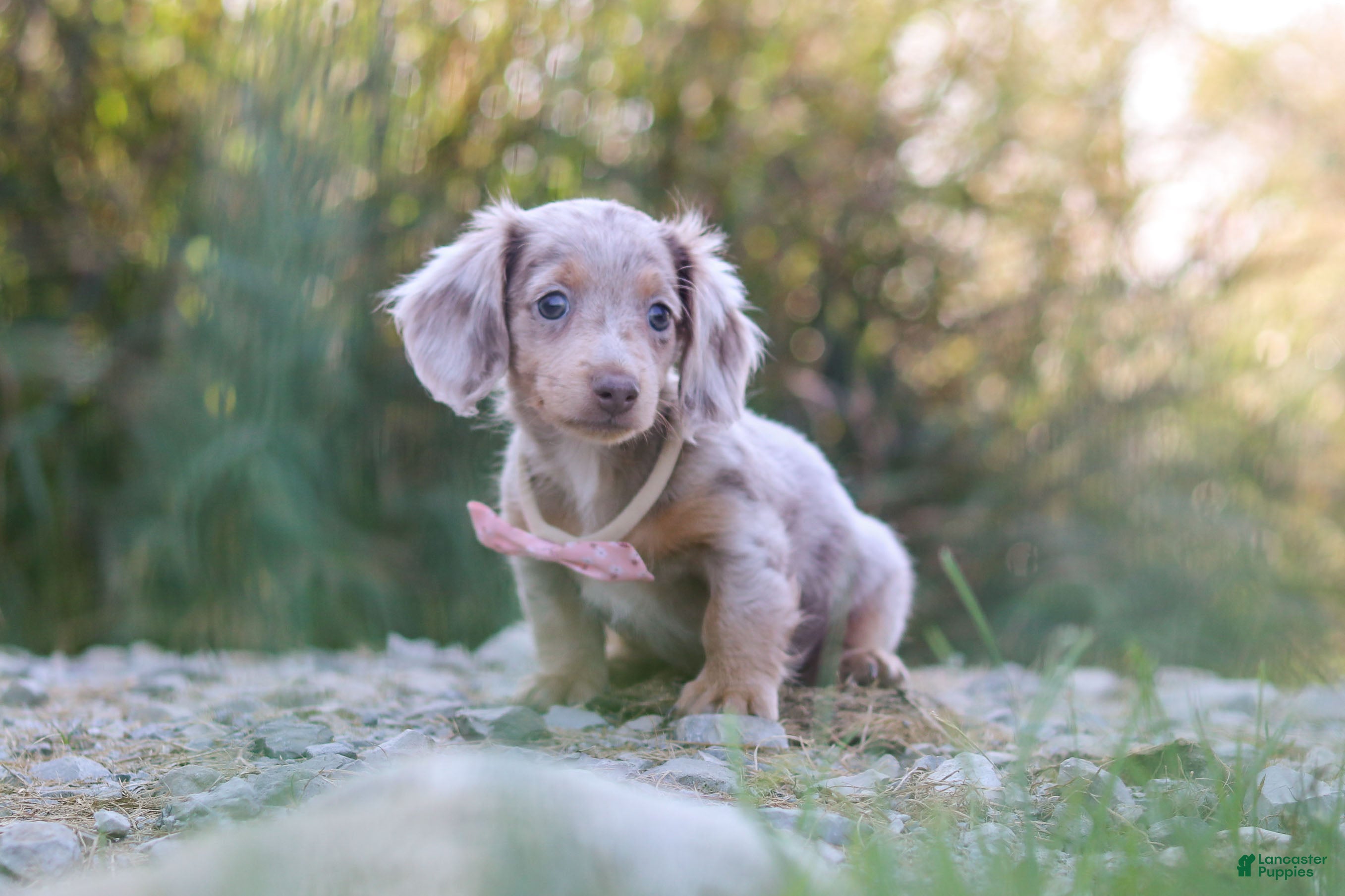 Dachshund dogs Autumn - Ad 2