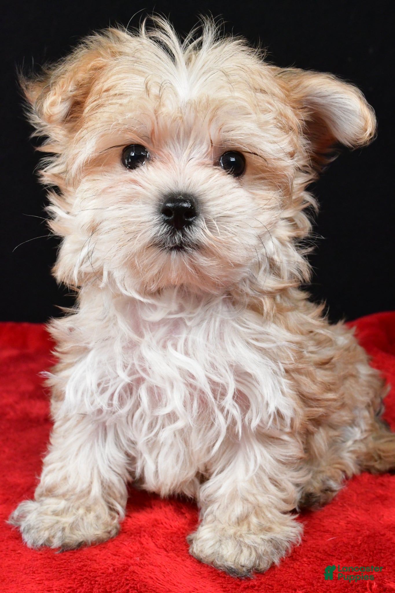 Morkie dogs Chip - Ad 2