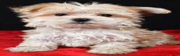 Morkie dogs for sale: Chip - Ad 2
