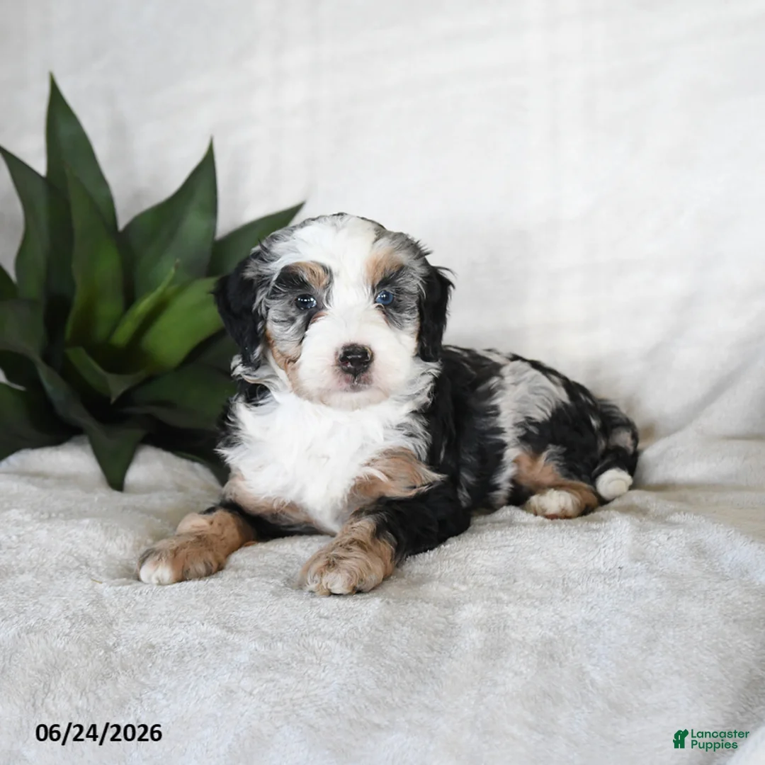 Bernedoodle dogs for sale: Stella - Ad 2