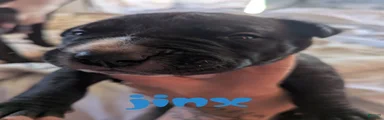 Jinx