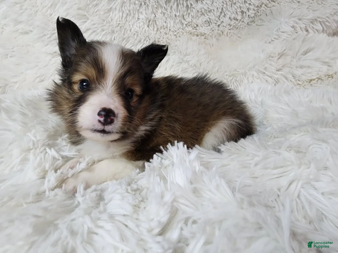 Shetland Sheepdog dogs for sale: Maverick - Ad 1