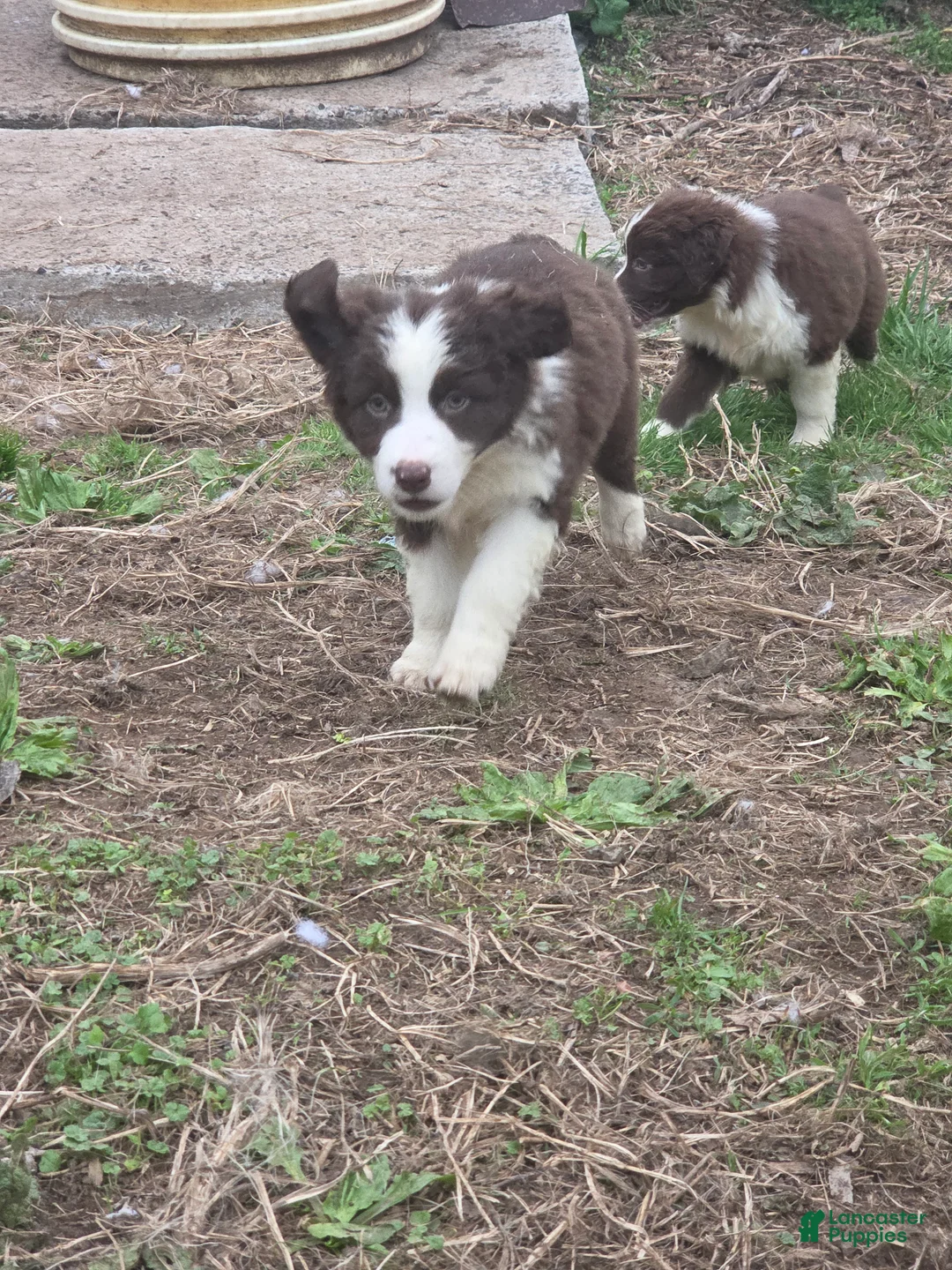 Australian Shepherd dogs for sale: Knick knack - Ad 2