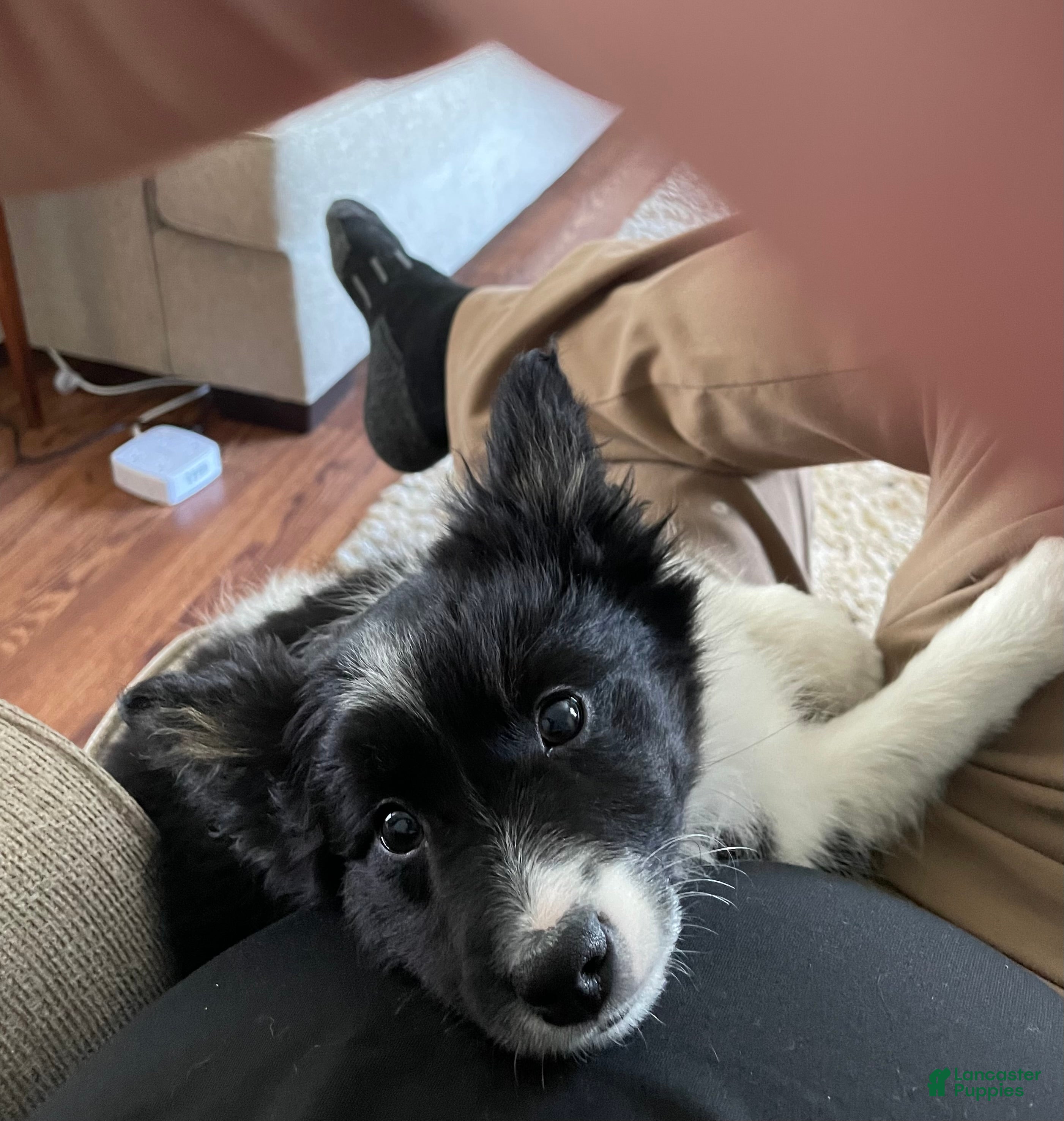 Mixed Breed dogs Jiffy - Ad 36