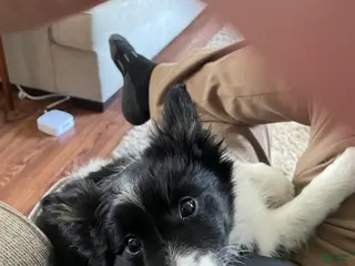 Mixed Breed dogs Jiffy - Ad 36