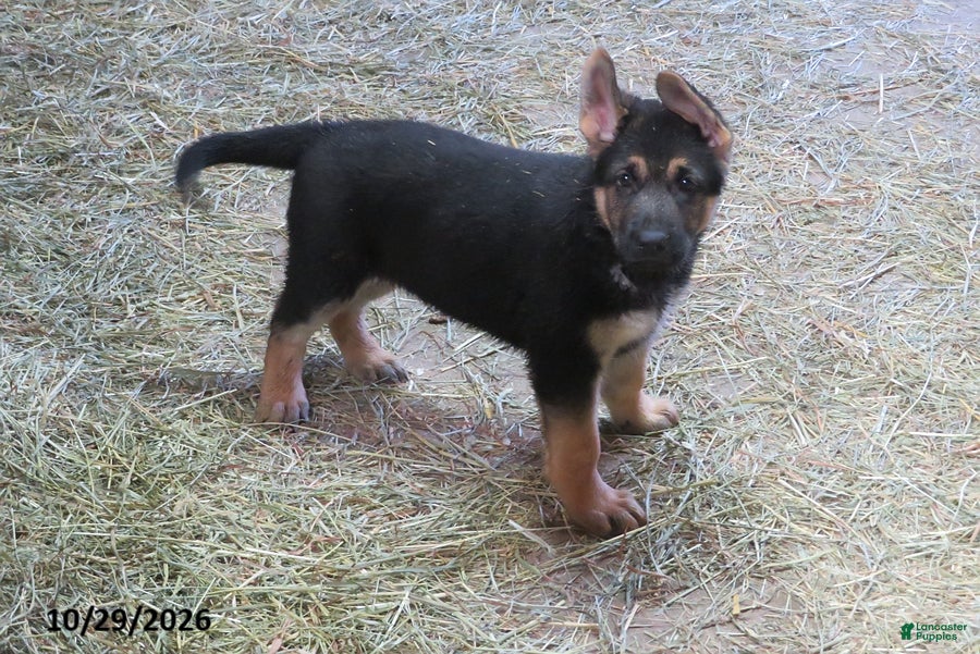 German Shepherd dogs for sale: Charlie - Ad 35