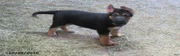 German Shepherd dogs for sale: Charlie - Ad 1