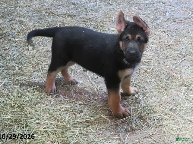 German Shepherd dogs for sale: Charlie - Ad 35