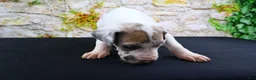 Great Dane dogs for sale: Apollo - Ad 6
