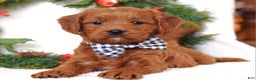 Cavapoo dogs for sale: Corbin - Ad 3