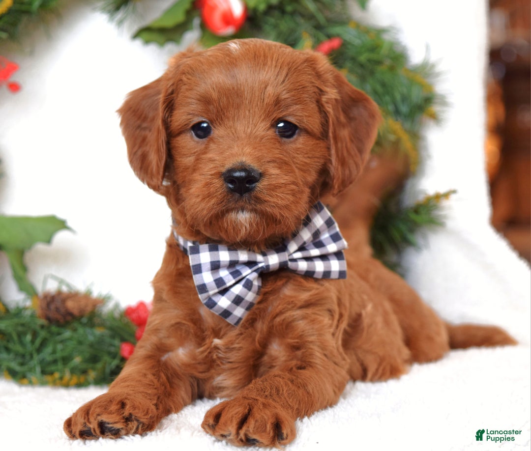 Cavapoo dogs for sale: Corbin - Ad 3