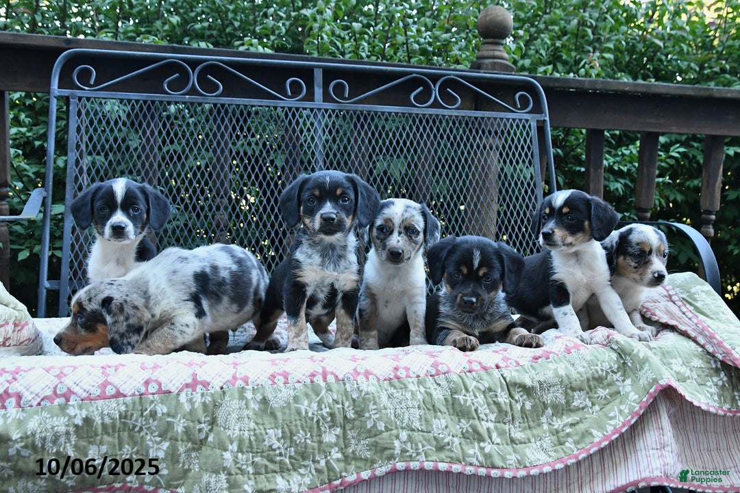 Mixed Breed dogs for sale: Dawn - Ad 5