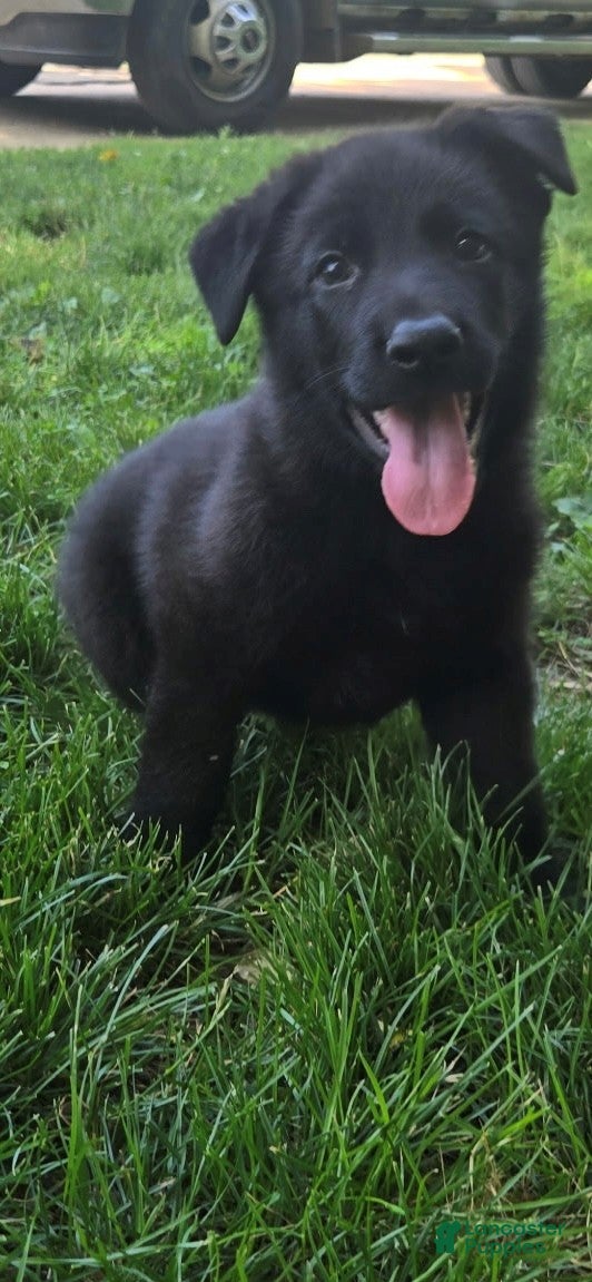 German Shepherd dogs German Shepherd 1 - Ad 1