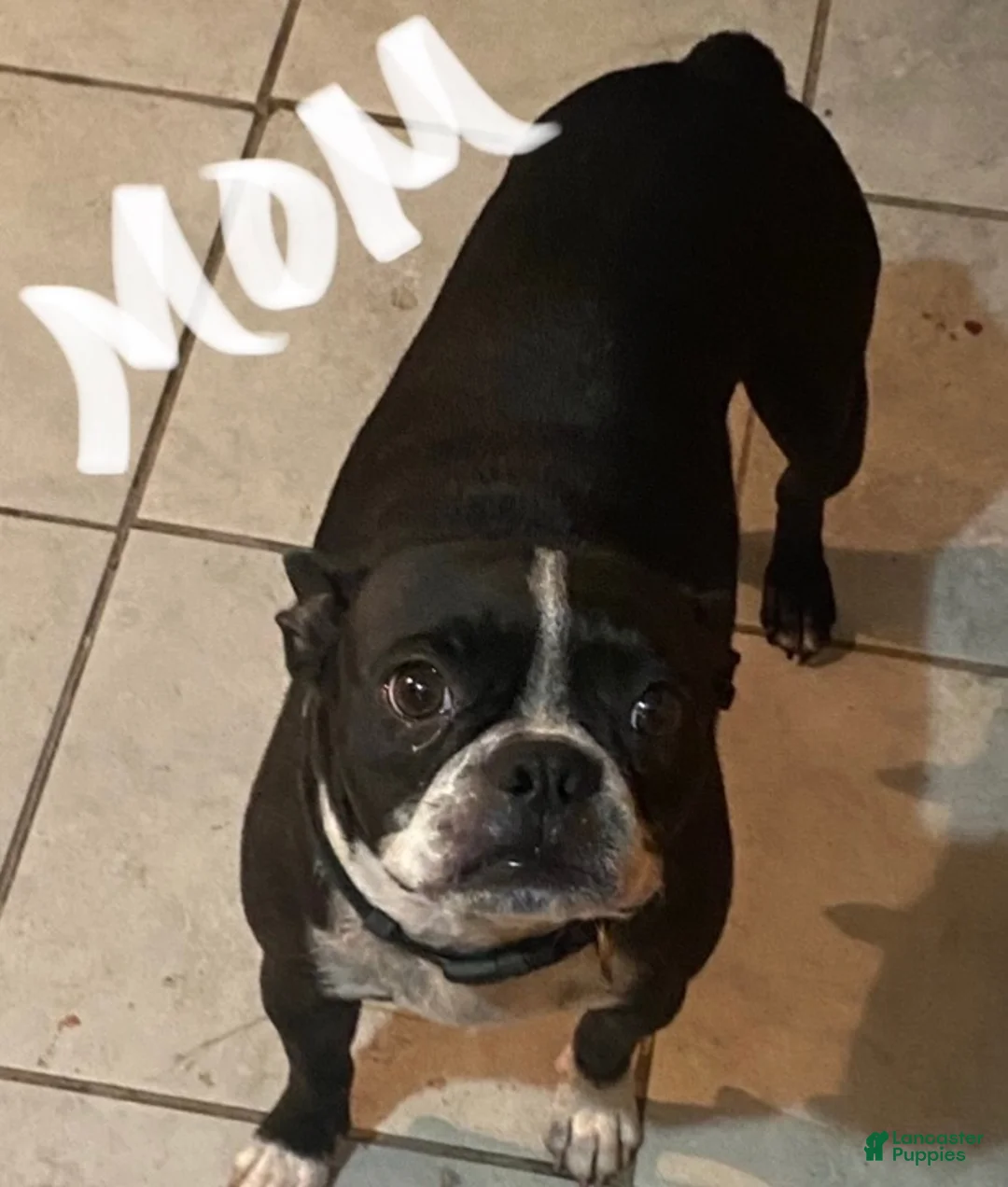 Boston Terrier dogs for sale: Boston Terrier 4 - Ad 4