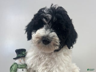 Aussiedoodle dogs Sophie - Ad 7
