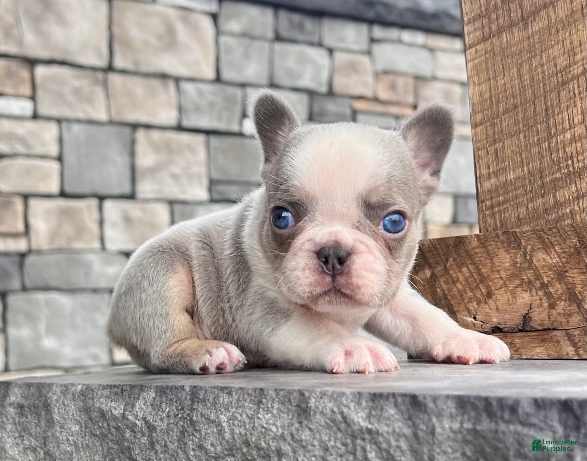 French Bulldog dogs Lynn - Ad 27