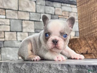 French Bulldog dogs Lynn - Ad 38