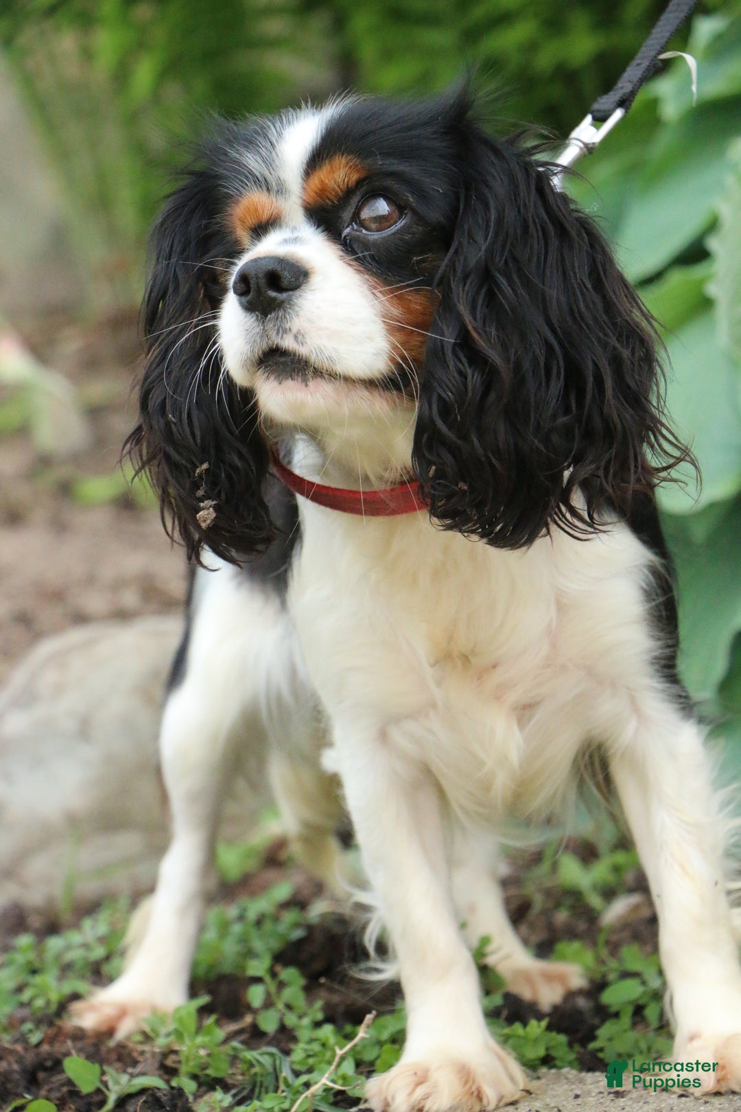 Cavalier King Charles Spaniel dogs for sale: Flora Jo - Ad 9